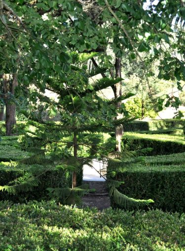 jardim de Buxo - co╠üpia